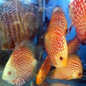 pigion blood discus