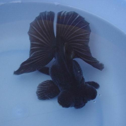 black telescope fish price