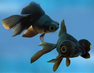 Aquarium Fish For Sale Goldfish For Sale Lowest Pricing Online The Ifish Store