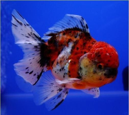 white butterfly telescope goldfish for sale