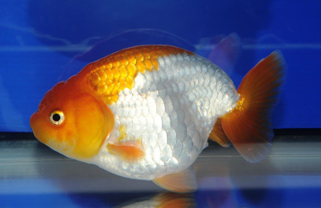 Aquarium Fish for Sale | Goldfish for Sale | Lowest Pricing Online