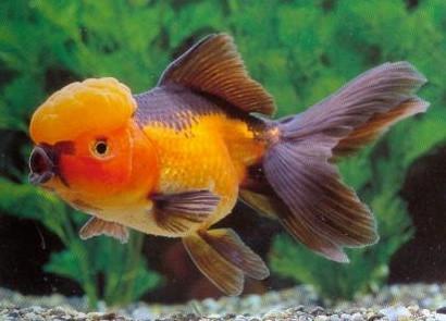 red black oranda goldfish