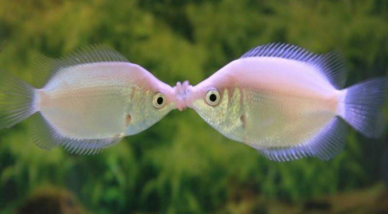 Pink Kissing Gourami - Live Arrival 