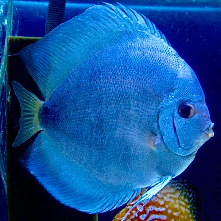 blue discus fish