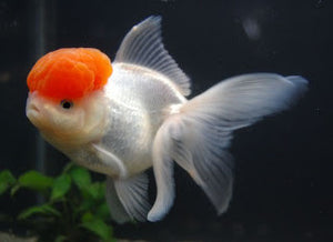 Aquarium Fish for Sale | Goldfish for 