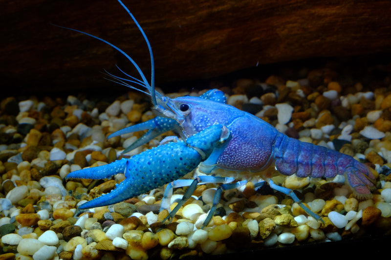 blue lobster aquarium