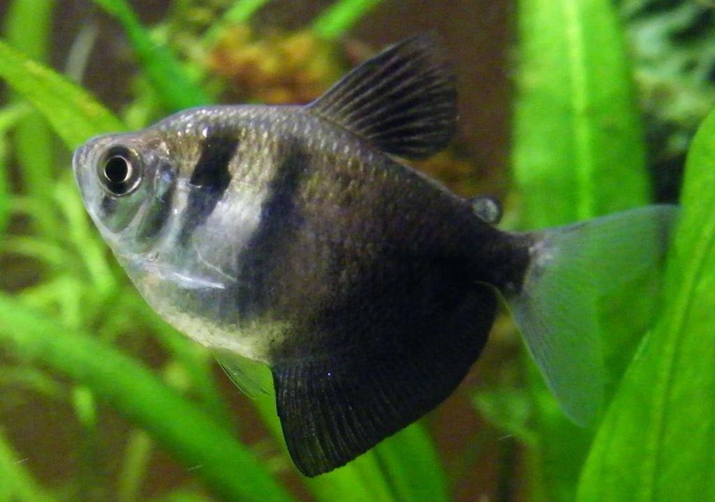 Black Tetra - Healthy Freshwater Fish 