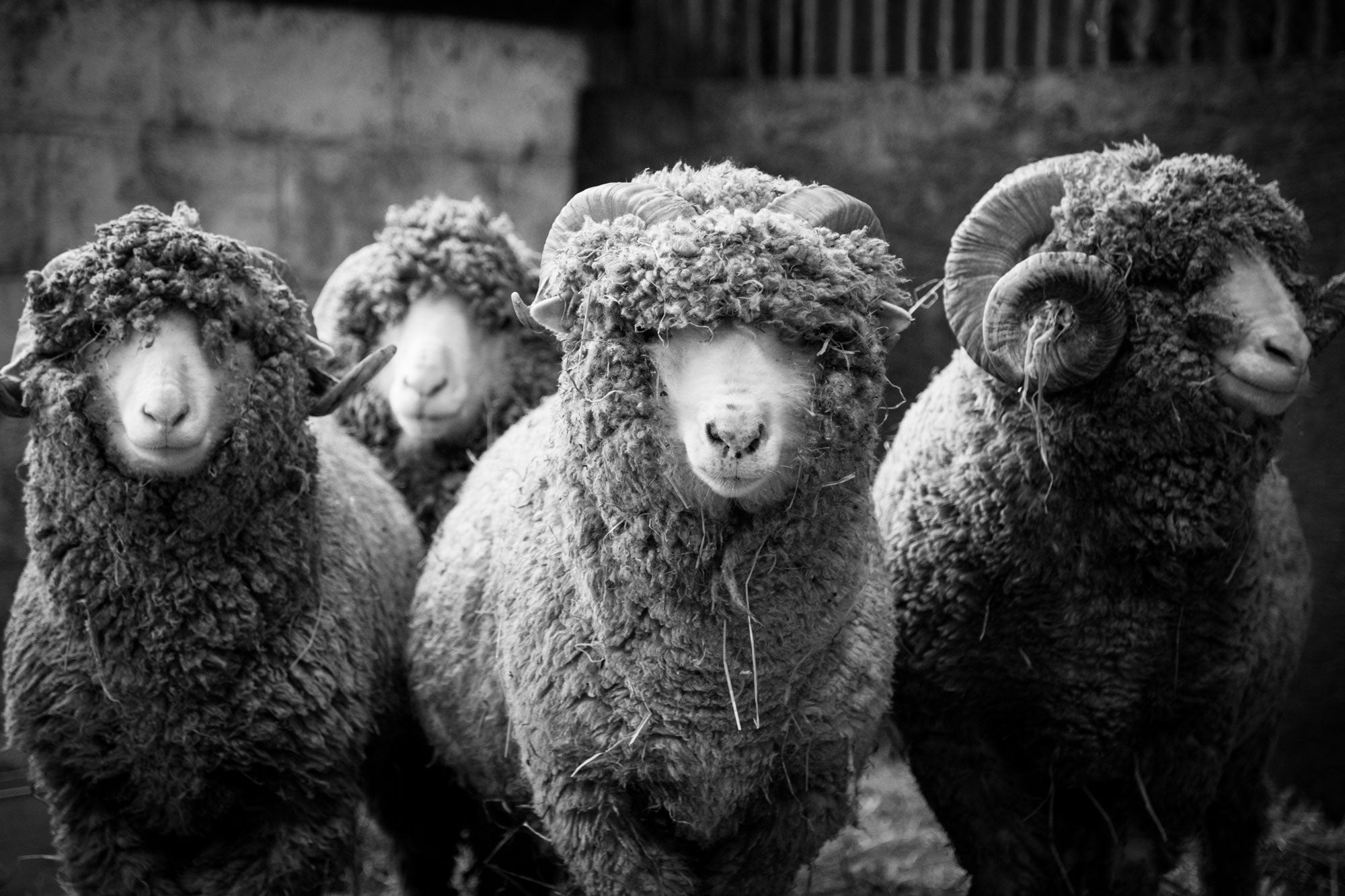 Bowmont-Sheep-in-the-barn