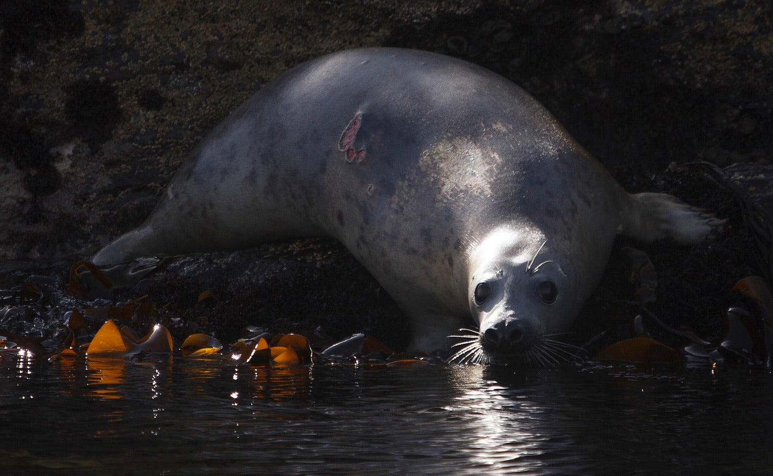 A Seal rests on the shoreline - Image credit Ruth Hanniffy