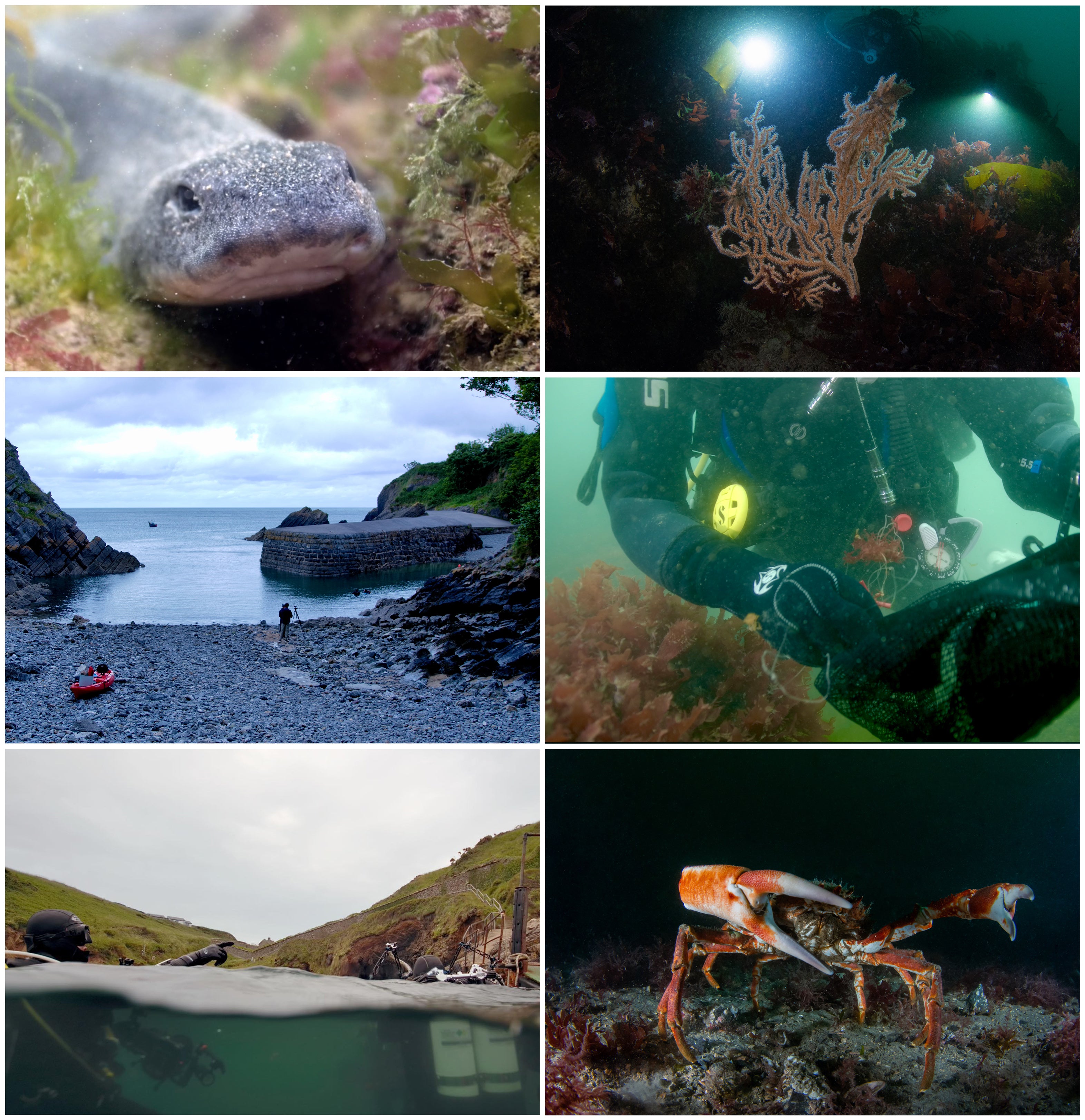 Series of 6 dive shots from WET Expedition