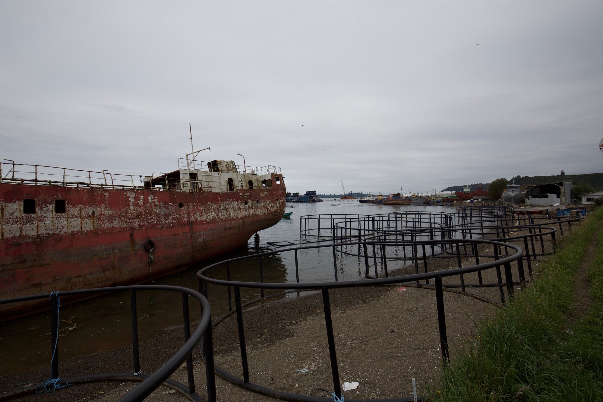 Salmon-farming-pens-on-a-dirty-shoreline