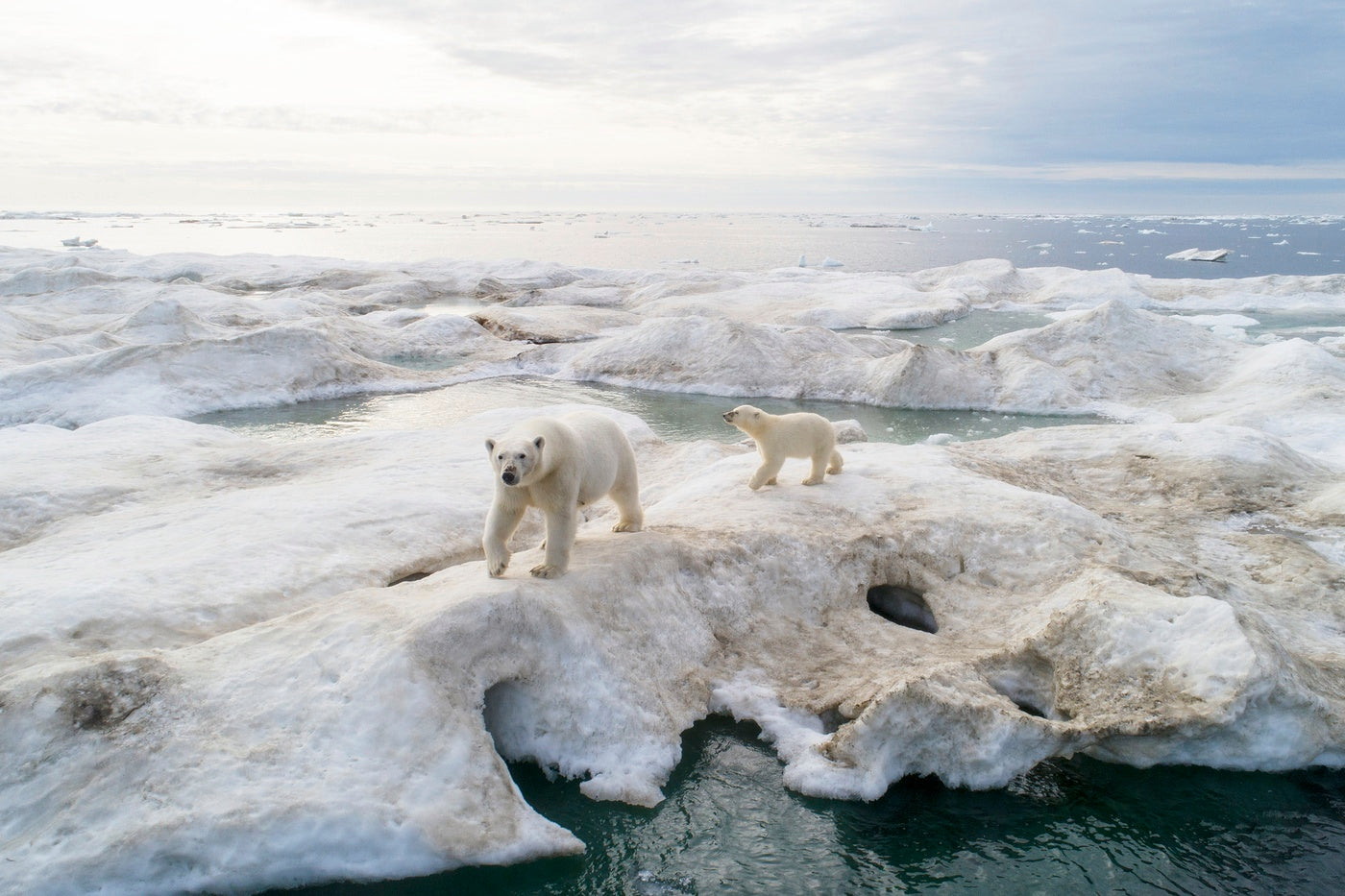 The Expedition Log with Lucia Griggi - Polar bear mother and her cub following the ships as they break through the ice