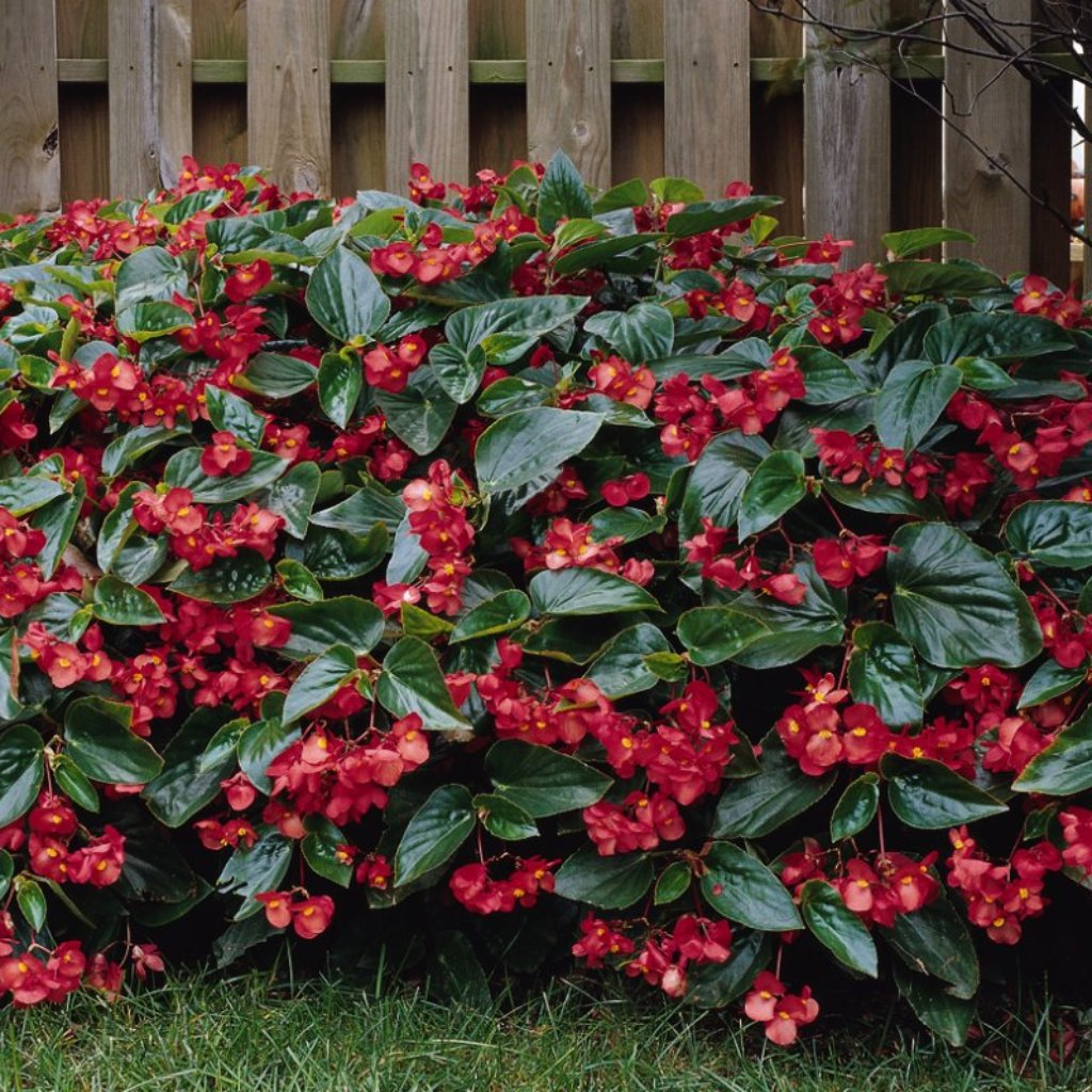 Begonia Dragon Wing® Pot – Glenlea Greenhouses