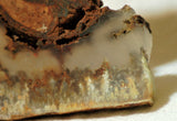 Northridge Plume Agate lapidary  slab 6.8 oz (195 grams) - radiantrocksct