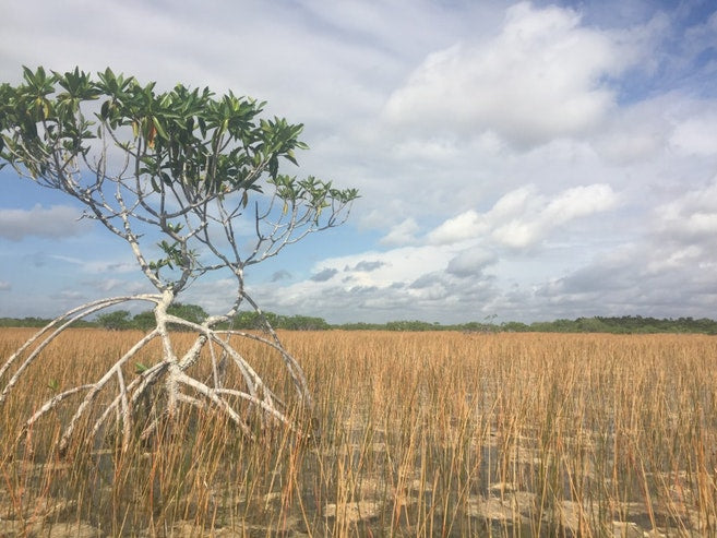 image of the Flamingo Campground in Everglades National Park, Florida