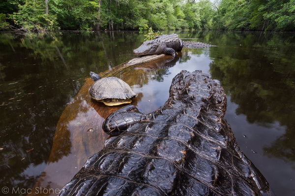 crocodiles on a log with a turtle in a river