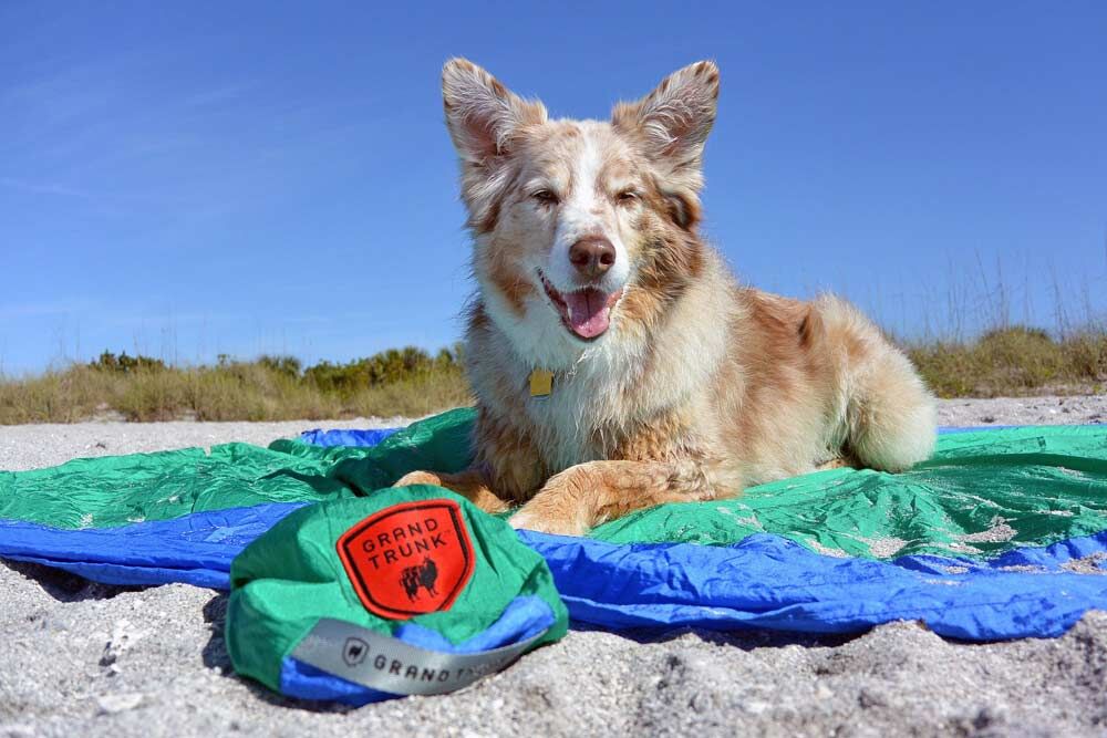 Brown and White dog sitting on a parasheet beach blanket on the sand