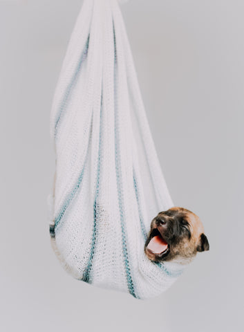 A pug wrapped in a white blanket
