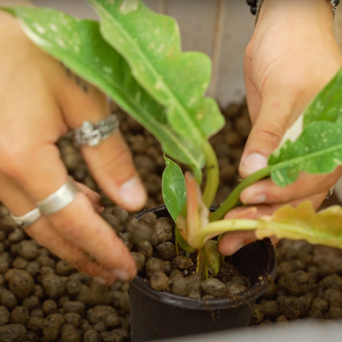 LECA on top of soil in a potted plant