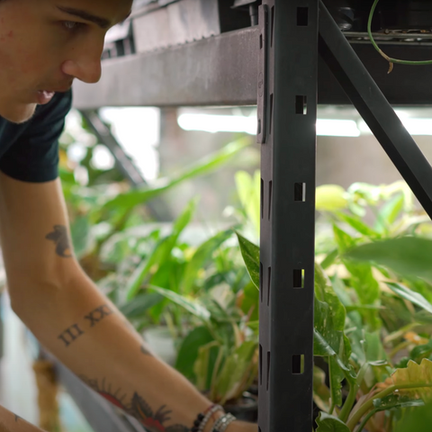 Nathan putting plants away in our grow area at Peace Love and Happiness Club