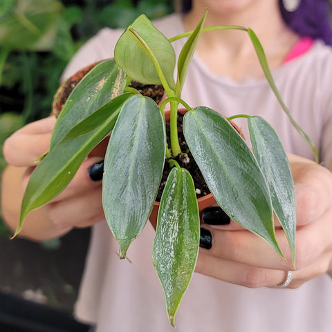 Philodendron spiritus sancti