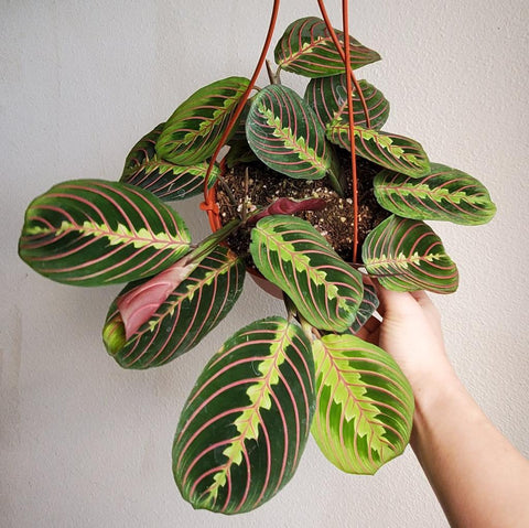 Red Maranta Prayer Plant