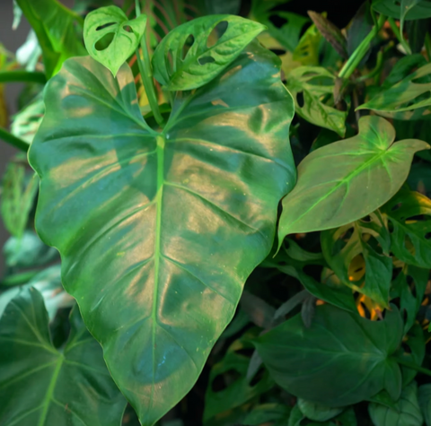 Philodendron Giganteum on Peace Love and Happiness Club store living wall