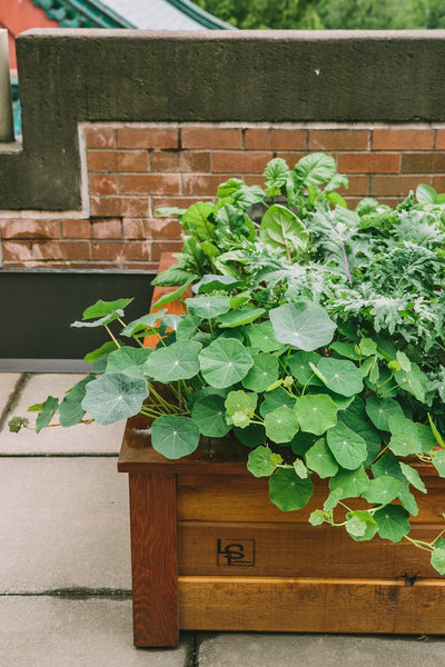 Self-Watering elevated rooftop garden. Cedar raised beds, container gardens, and veggie/vegetable gardens featuring GardenWell sub-irrigation to create wicking beds for growing your own food.