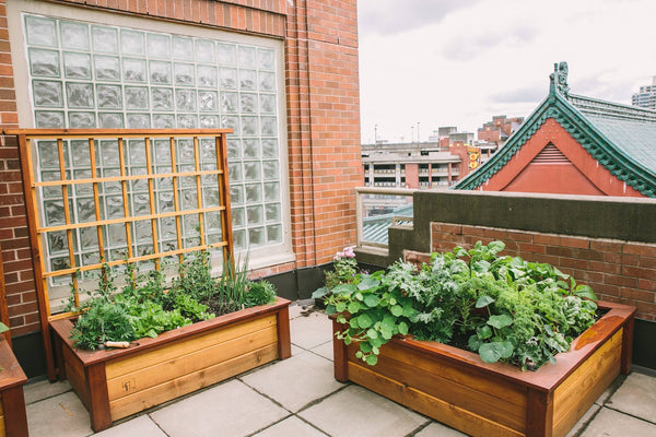 Self-Watering elevated rooftop garden. Cedar raised beds, container gardens, and veggie/vegetable gardens featuring GardenWell sub-irrigation to create wicking beds for growing your own food.