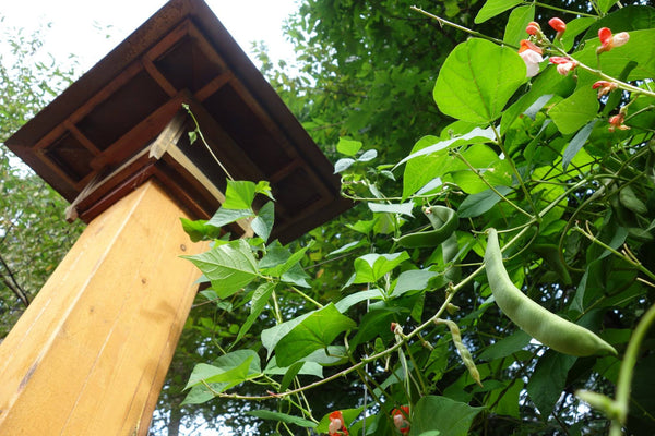 Self-Watering elevated deck, patio, and backyard garden. Cedar raised beds, container gardens, and veggie/vegetable gardens featuring GardenWell sub-irrigation to create wicking beds for growing your own food.