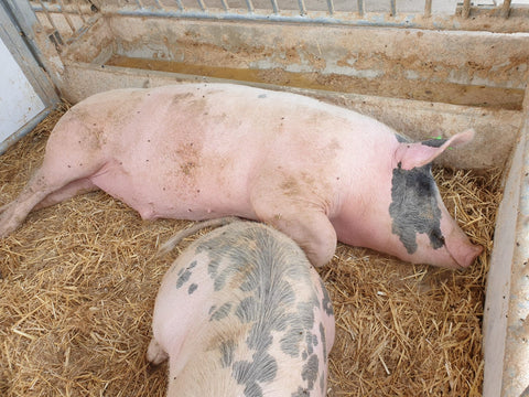 Schwein 366 blockiert den Futtertrog 