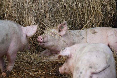 Mastschweine und Ferkel im Stroh