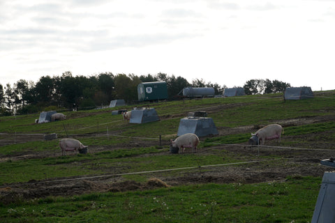 Freilandsauen und Ferkel am Biohof Solf