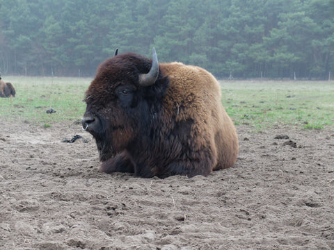 Bison von Bauer Lerch