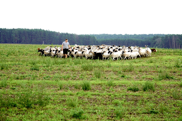 Schäfer Hannes und die Herde auf der Weide