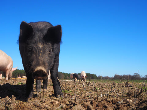 Ein neugieriges Schwein – so schön kann ein Leben im Freiland sein