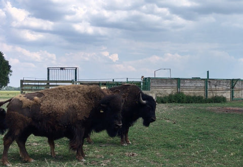 Hinter den Bisons: das Rondell mit Behandlungsgatter.