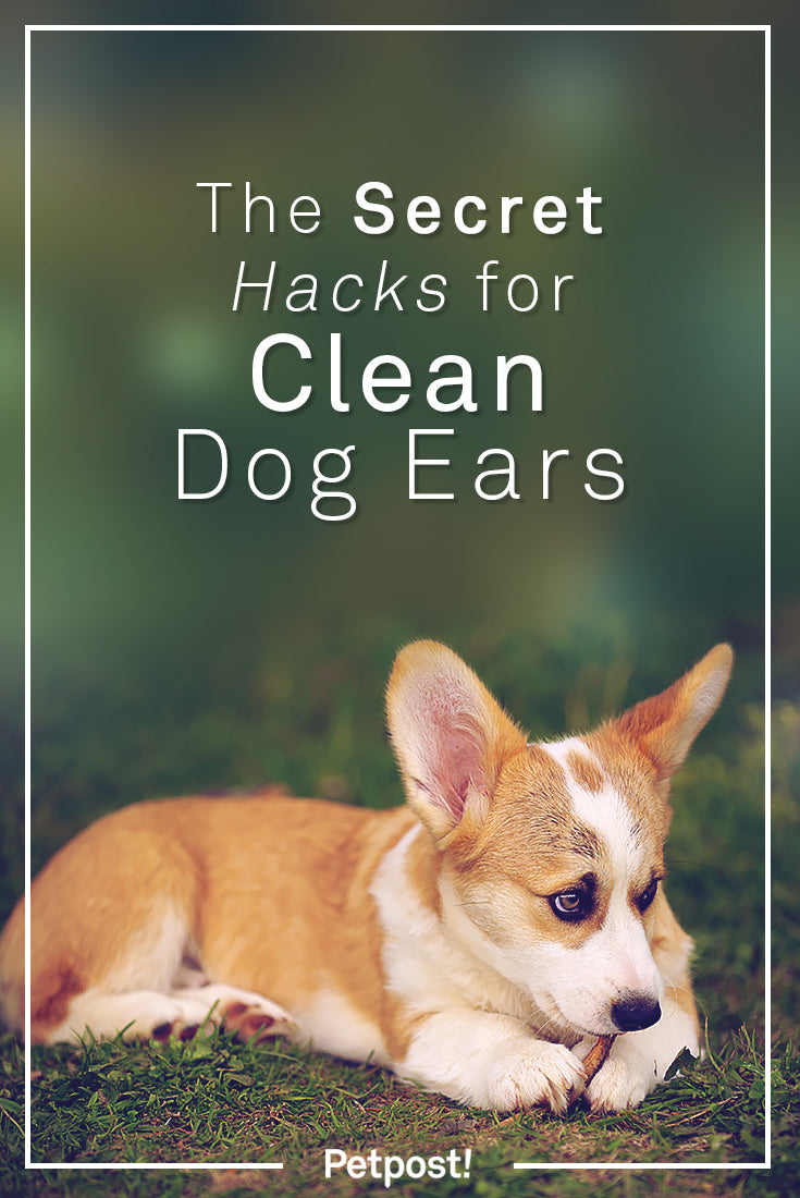 Hacks for Clean Dog Ears