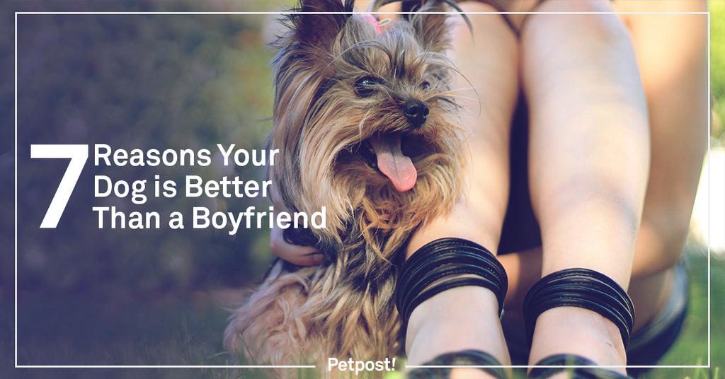 Reasons Your Dog is Better Than a Boyfriend Header