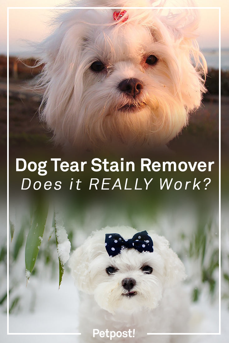 Does Dog Ear Stain Remover Work