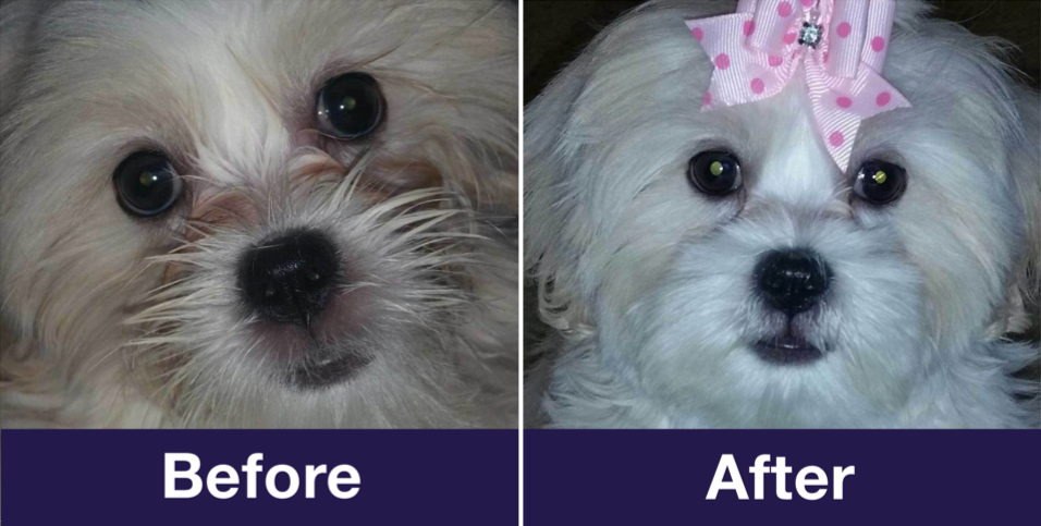 Dog Tear Stain Remover - Before After