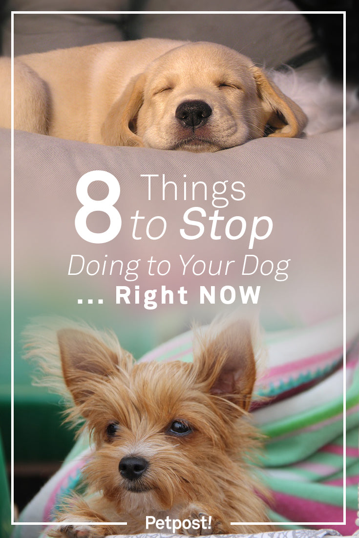 Things Your Dog Hates