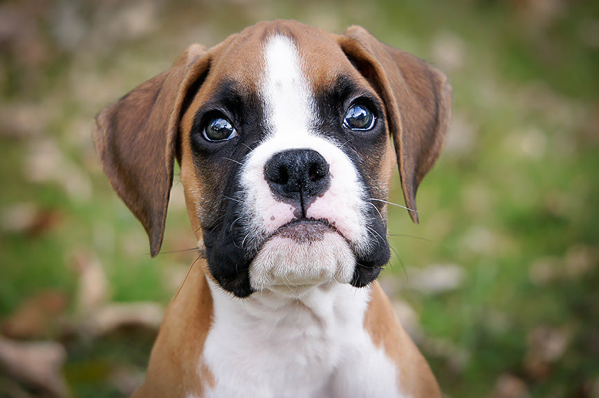 Boxer Looking Directly at You