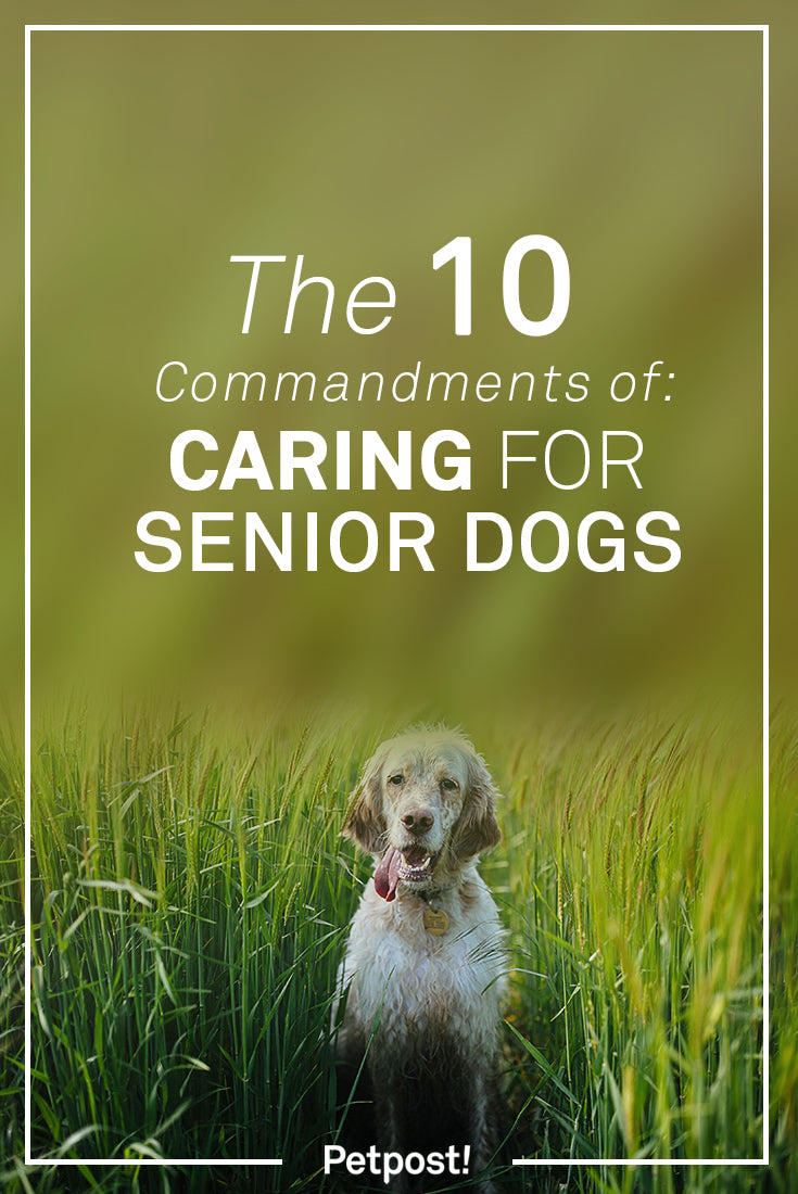 Caring for Senior Dogs