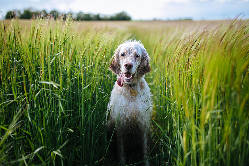 Old Dog in a tall grass field