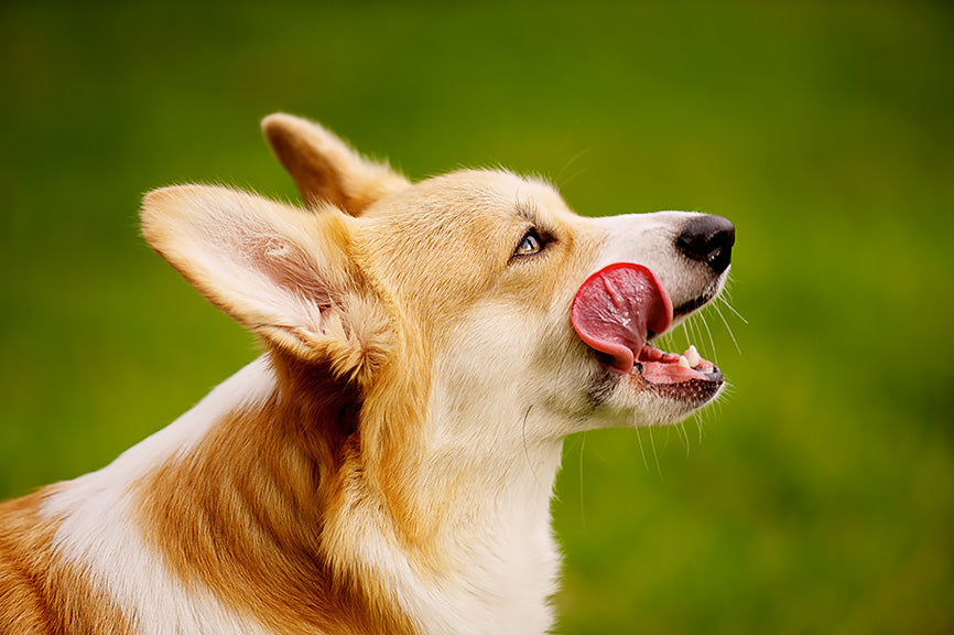 Corgi with Tongue Out