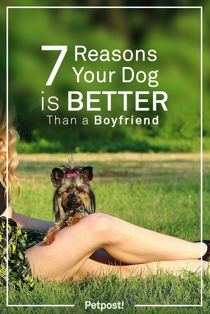 Dogs are better than Boyfriends