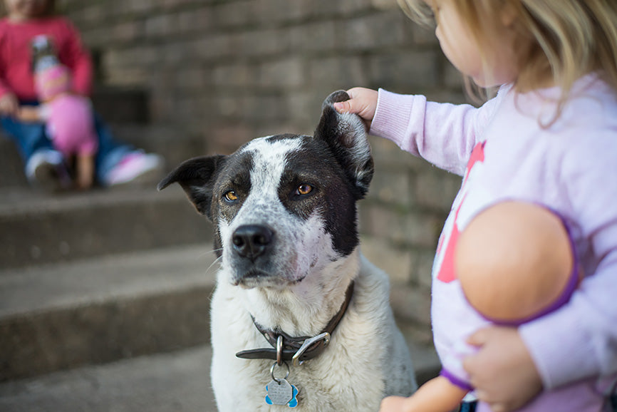 Girl Checks if Dogs Ear Needs Cleaning