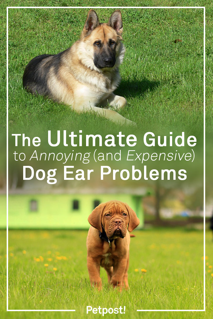 Dogs with Ear Problems