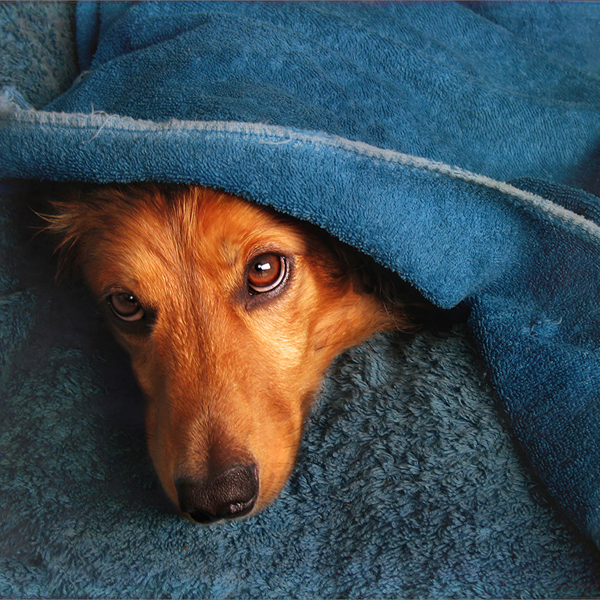 Shy Brown Dog Hiding Ears Under Blue Towel